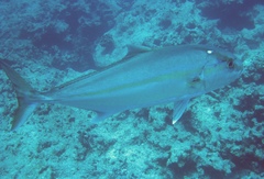 Seriola