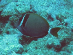 Acanthurus leucopareius