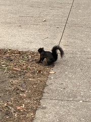 Sciurus carolinensis