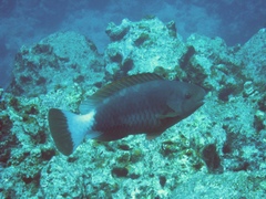 Chlorurus perspicillatus