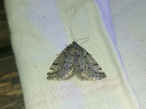 Tephronia oranaria