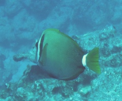 Acanthurus leucopareius