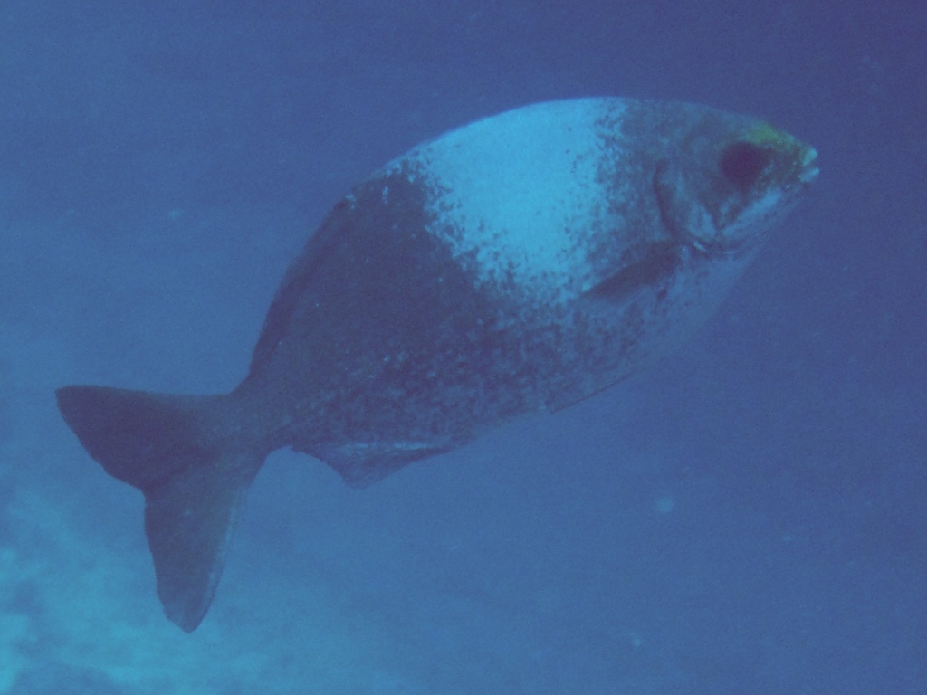 Hawaiian Chub