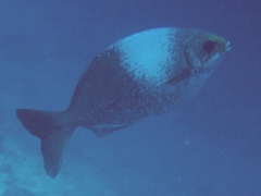 Kyphosus hawaiiensis