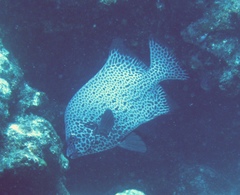 Oplegnathus punctatus