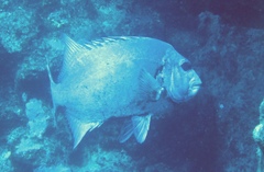 Oplegnathus punctatus