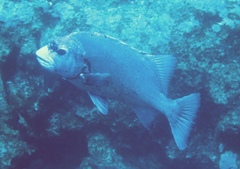 Oplegnathus punctatus