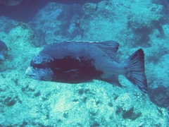 Oplegnathus punctatus