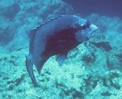 Oplegnathus punctatus