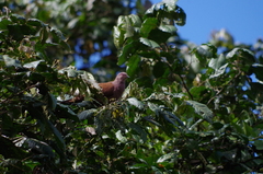 Patagioenas subvinacea