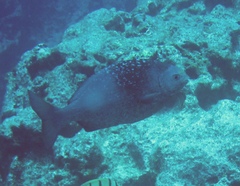 Kyphosus hawaiiensis