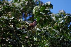 Patagioenas subvinacea