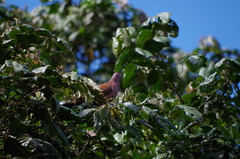 Patagioenas subvinacea
