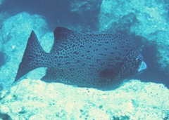 Oplegnathus punctatus