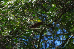 Patagioenas subvinacea