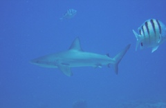 Carcharhinus galapagensis