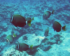 Acanthurus leucopareius