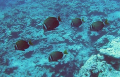 Acanthurus leucopareius