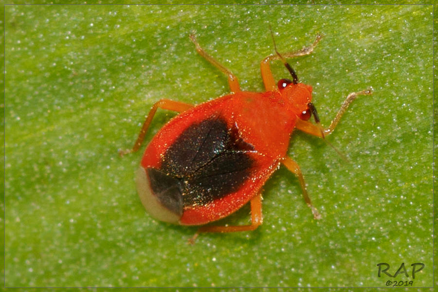 orchid bugs