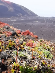 Tofieldia coccinea