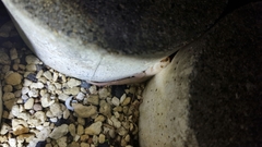 Hemidactylus frenatus