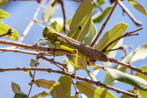 Violet-winged Grasshopper