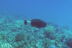 Chlorurus perspicillatus