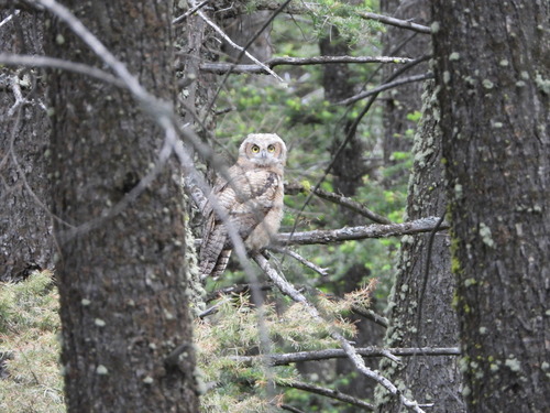 Great Horned Owl photographed in Montana