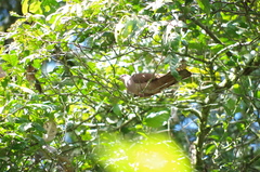 Patagioenas subvinacea