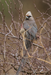 Colius leucocephalus