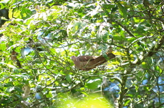 Patagioenas subvinacea