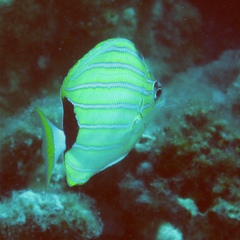 Chaetodon fremblii