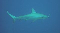 Carcharhinus galapagensis