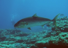 Seriola