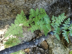 Myriopteris peninsularis peninsularis