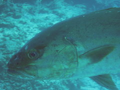 Seriola
