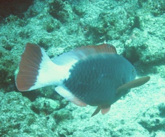 Chlorurus perspicillatus