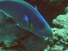 Chlorurus perspicillatus