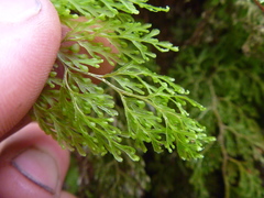Hymenophyllum bivalve image