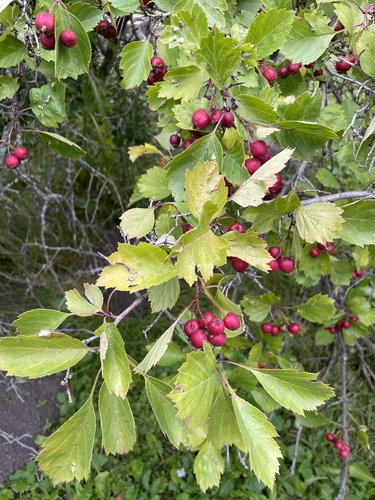 Crataegus rubribracteolata