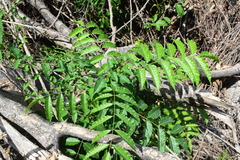 Astronium graveolens