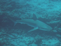 Carcharhinus galapagensis