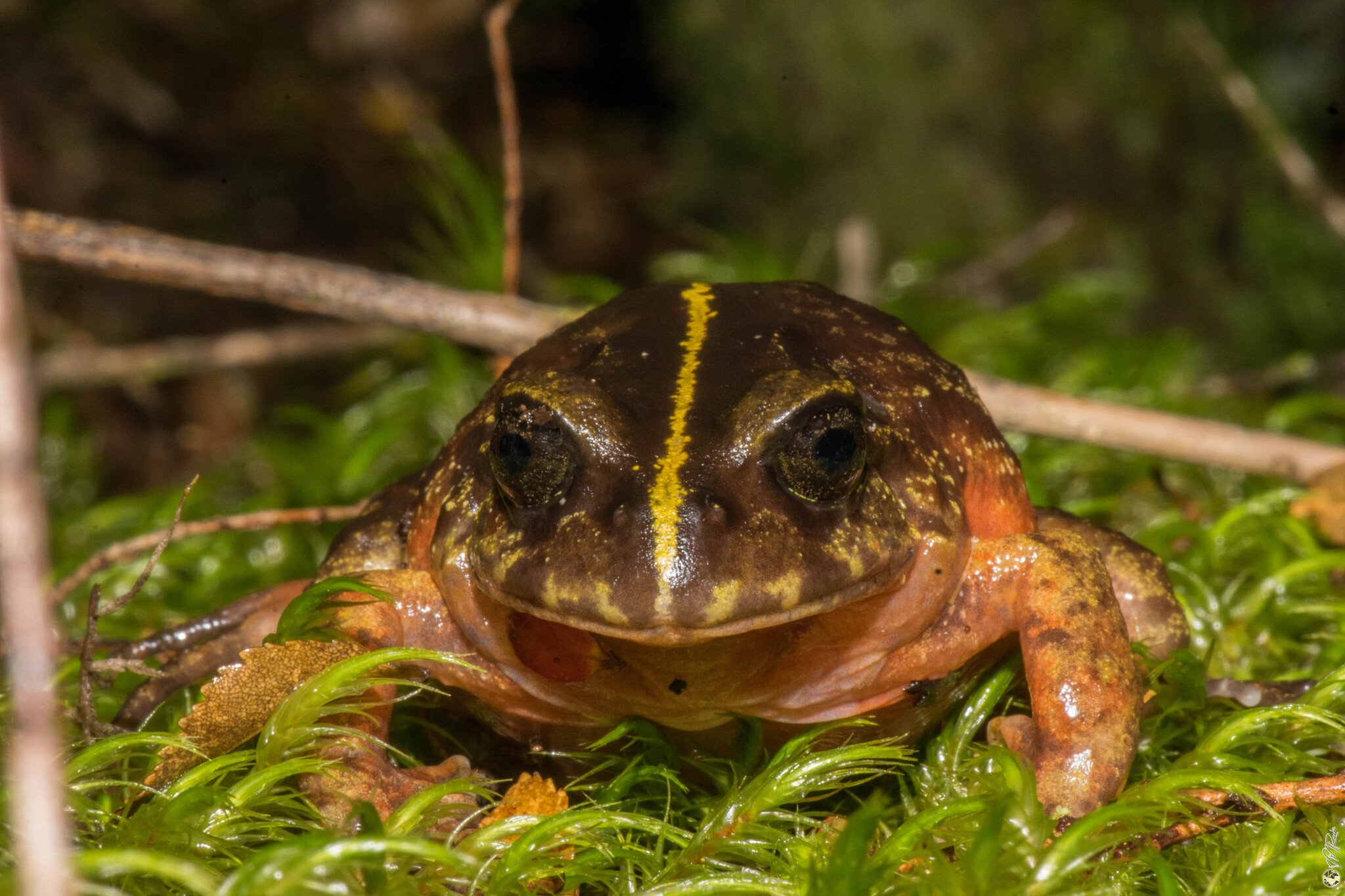 Eupsophus emiliopugini Formas, 1989