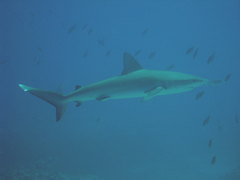 Carcharhinus galapagensis