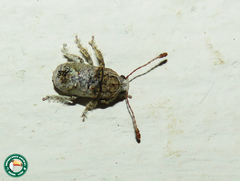 Toxonotus