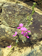 Desmodium paniculatum