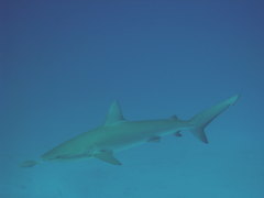 Carcharhinus galapagensis