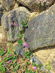 Desmodium paniculatum