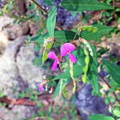 Desmodium paniculatum
