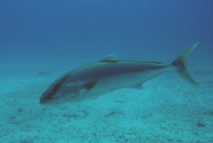 Seriola